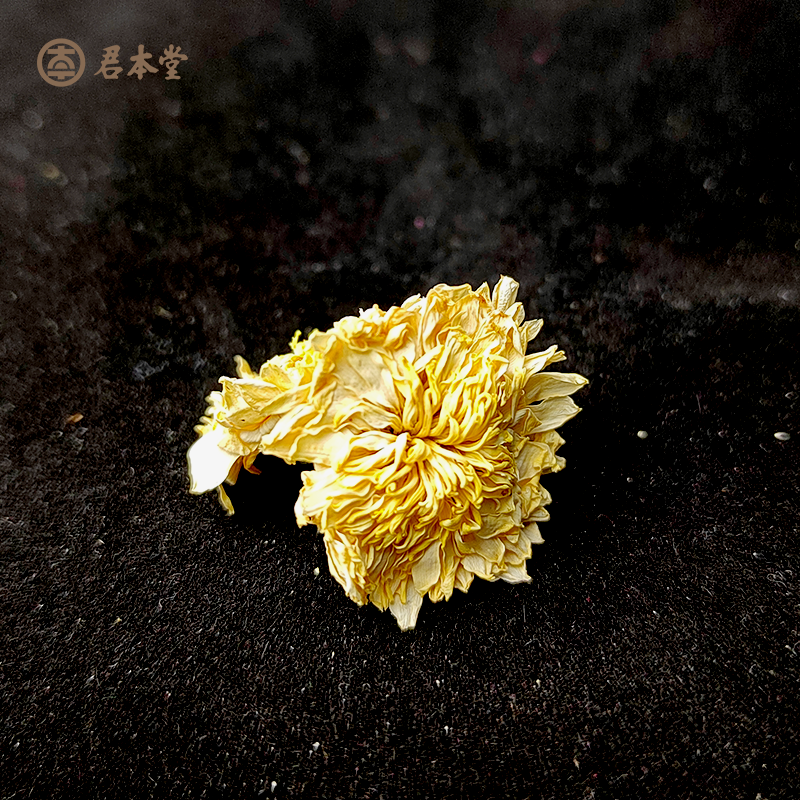 菊花5.png